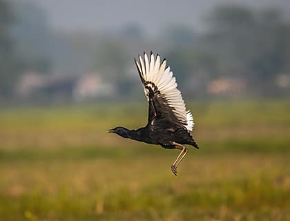 Peacock